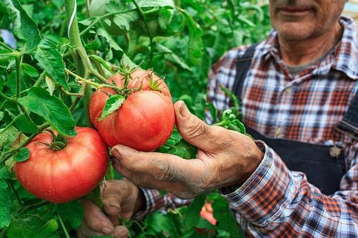 Man Picking a Tomato